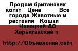 Продам британских котят › Цена ­ 500 - Все города Животные и растения » Кошки   . Ненецкий АО,Харьягинский п.